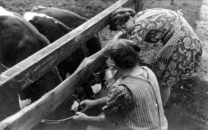 F12 Werk op de boerderij - Kalveren wetteren 1948